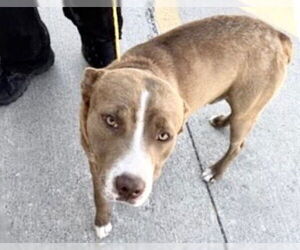 Mutt Dogs for adoption in Houston, TX, USA