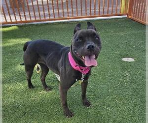 Staffordshire Bull Terrier-Unknown Mix Dogs for adoption in Las Vegas, NV, USA