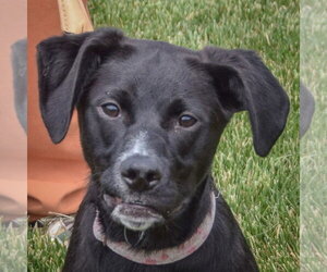 German Shepherd Dog-Unknown Mix Dogs for adoption in Huntley, IL, USA