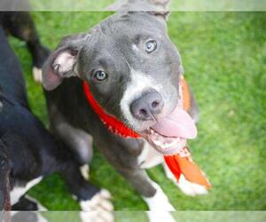 Labrador Retriever-Unknown Mix Dogs for adoption in Tallahassee, FL, USA