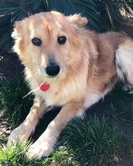 Australian Retriever Dogs for adoption in San Diego, CA, USA