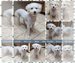 Poodle (Miniature) Dogs for adoption in Mesa, AZ, USA
