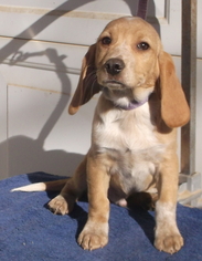 Beagle Dogs for adoption in Birch Tree, MO, USA
