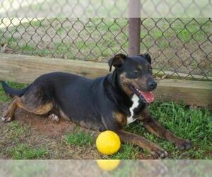 Labrottie Dogs for adoption in Grovetown, GA, USA