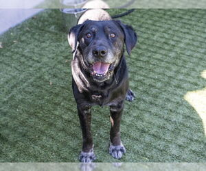 Labrador Retriever Dogs for adoption in Pasadena, CA, USA