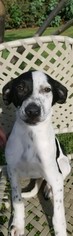 Border-Aussie Dogs for adoption in Colton, CA, USA