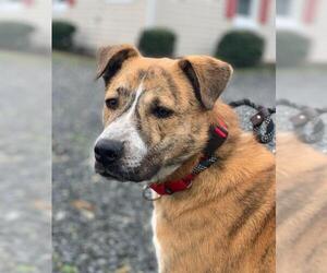 Chinook-Mountain Cur Mix Dogs for adoption in Fredericksburg, VA, USA