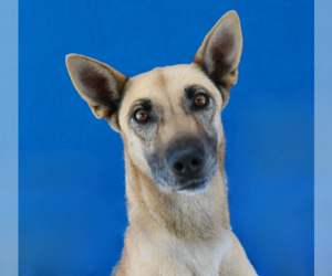 Mutt Dogs for adoption in Pasadena, CA, USA