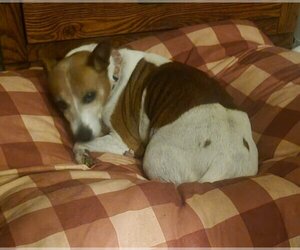 Jack Russell Terrier Dogs for adoption in Dublin, OH, USA