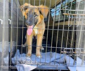 Mutt Dogs for adoption in New Smyrna Beach, FL, USA