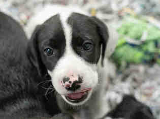 Labbe Dogs for adoption in Norfolk, VA, USA