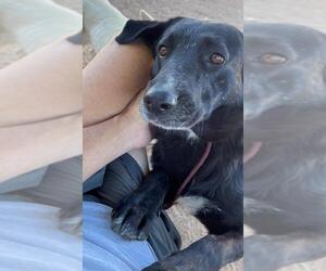 Borador Dogs for adoption in Apple Valley, CA, USA