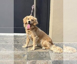 Golden Retriever-Spaniel Mix Dogs for adoption in San Diego, CA, USA