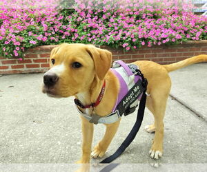 Black Mouth Cur-Labrador Retriever Mix Dogs for adoption in Sanford, FL, USA