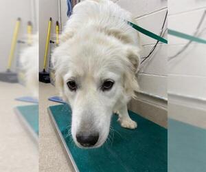 Great Pyrenees Dogs for adoption in Grand Prairie, TX, USA