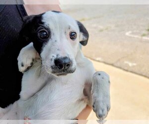 Lab-Pointer Dogs for adoption in Anniston, AL, USA