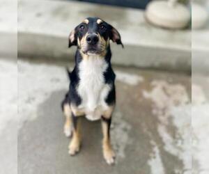 Black and Tan Coonhound-Labrador Retriever Mix Dogs for adoption in Roanoke, VA, USA