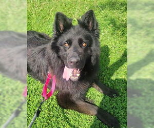 German Shepherd Dog Dogs for adoption in Vaughan, Ontario, Canada