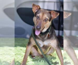German Shepherd Dog-Miniature Pinscher Mix Dogs for adoption in Montgomery, TX, USA
