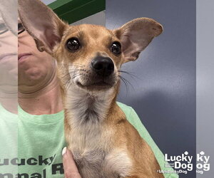Chihuahua-Unknown Mix Dogs for adoption in Washington, DC, USA