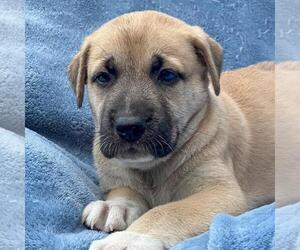 Collie-Unknown Mix Dogs for adoption in San Diego, CA, USA