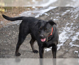 Labrador Retriever-Unknown Mix Dogs for adoption in Bon Carbo, CO, USA
