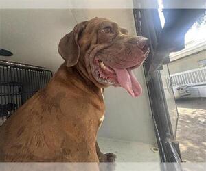 American Bulldog Dogs for adoption in Houston, TX, USA