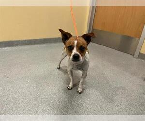 Parson Russell Terrier Dogs for adoption in Orange, CA, USA