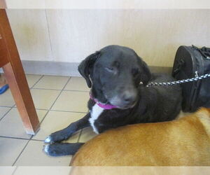 Labrador Retriever-Unknown Mix Dogs for adoption in Ocala, FL, USA