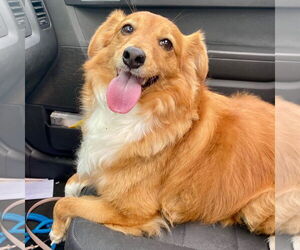 Mutt Dogs for adoption in New Oxford , PA, USA