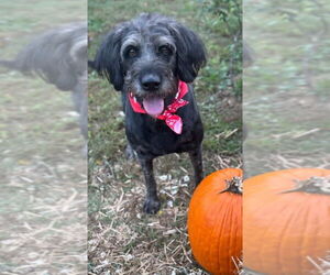 Labrador Retriever-Unknown Mix Dogs for adoption in Conway, AR, USA