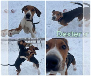 Mutt Dogs for adoption in Pierceton , IN, USA