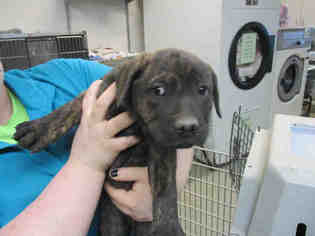 Medium Photo #1 Labrador Retriever-Unknown Mix Puppy For Sale in Oklahoma City, OK, USA