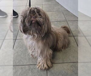 Shih Tzu Dogs for adoption in San Antonio, TX, USA