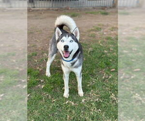 Siberian Husky Dogs for adoption in Riverside, CA, USA