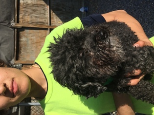 Poodle (Toy) Dogs for adoption in Crownsville, MD, USA