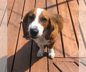 Basset Hound-Unknown Mix Dogs for adoption in Fargo, ND, USA