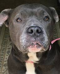 American Pit Bull Terrier Dogs for adoption in Kansas City, MO, USA