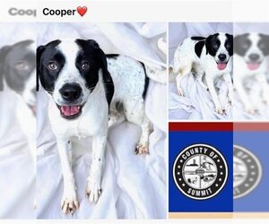 Pointer Dogs for adoption in Akron, OH, USA