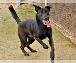Shepradors Dogs for adoption in Tallahassee, FL, USA