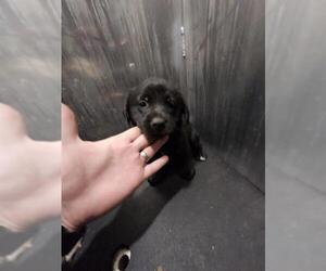 Cardigan Welsh Corgi-Unknown Mix Dogs for adoption in San Antonio, TX, USA