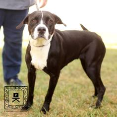 Labrador Retriever Dogs for adoption in Fredericksburg, VA, USA