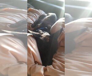 Staffordshire Bull Terrier-Unknown Mix Dogs for adoption in Crystal, MN, USA