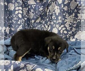 Labrador Retriever-Siberian Husky Mix Dogs for adoption in Modesto, CA, USA