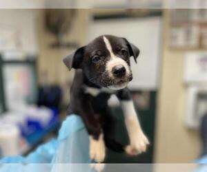 American Pit Bull Terrier Dogs for adoption in Pasadena, CA, USA