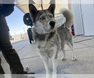 Siberian Husky Dogs for adoption in Bakersfield, CA, USA