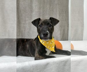 Mutt Dogs for adoption in Murfreesboro, NC, USA