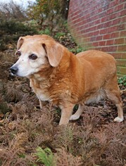 Medium Photo #1 Beagle-Unknown Mix Puppy For Sale in Rocky Mount, VA, USA