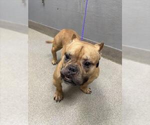 American Staffordshire Terrier-Unknown Mix Dogs for adoption in Las Vegas, NV, USA