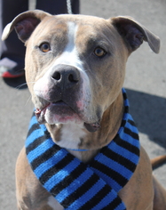 Boxer-Mastiff Mix Dogs for adoption in Clayton, NJ, USA